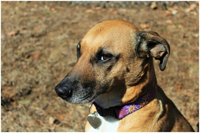 A Rhodesian Ridgeback rescue dog with a collar sit
