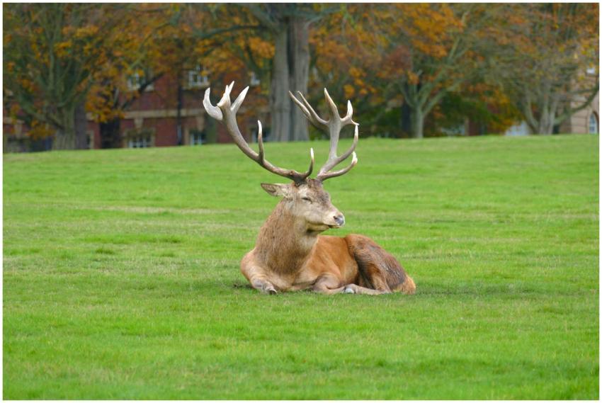 A serene stag with antlers relaxes in a grassy aut