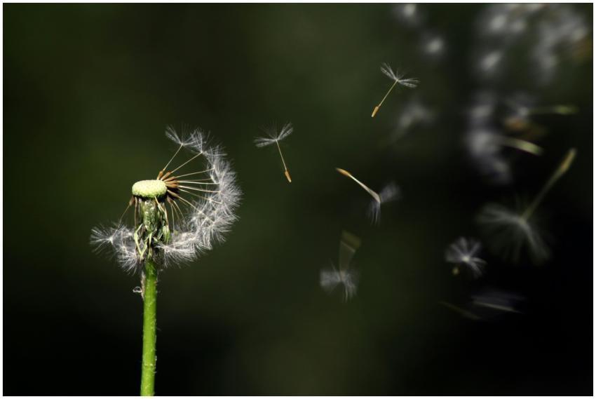 Close-up of a dandelion releasing seeds against a