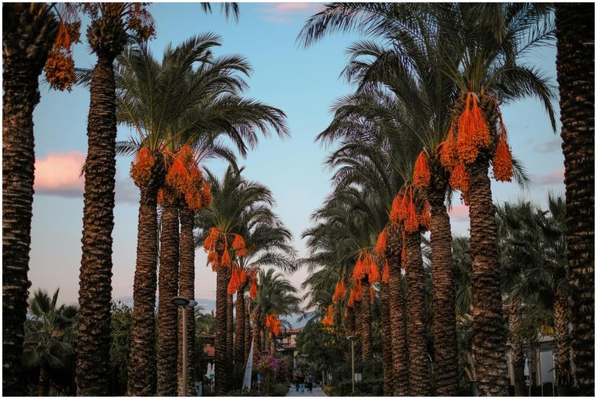 Beautiful path lined with date palms and vibrant o