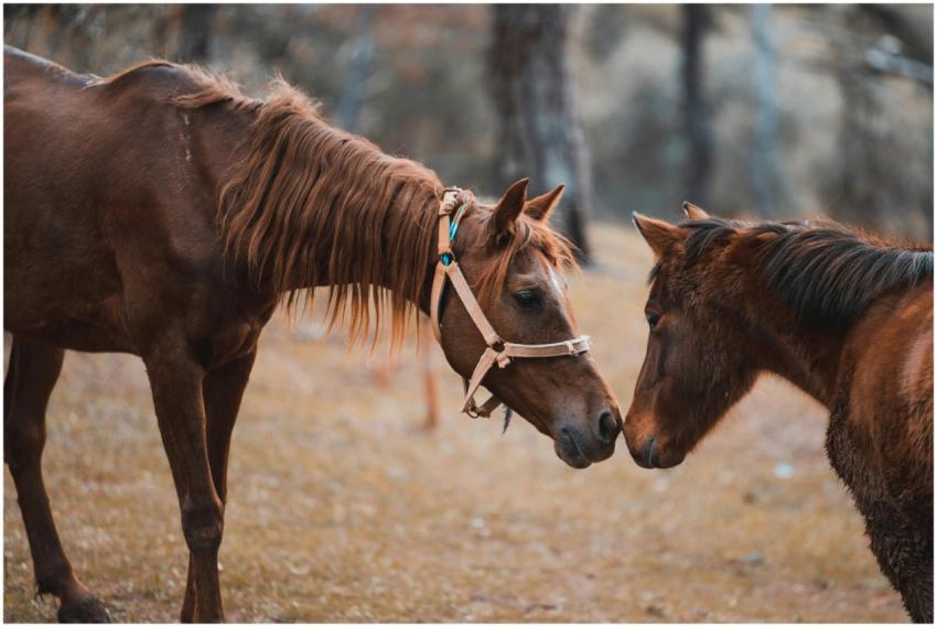 Two brown horses gently meeting nose-to-nose in a