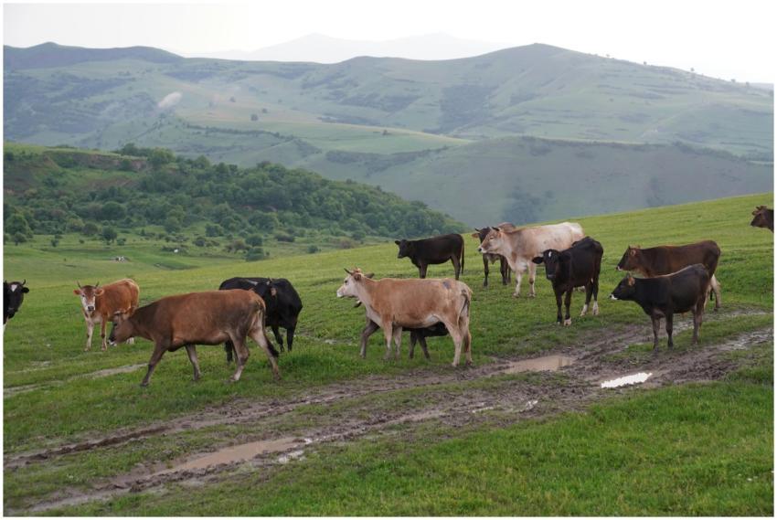 Rural Cattle Grazing Rolling