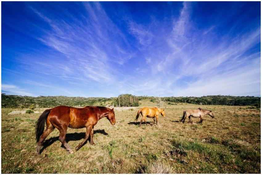 Three horses grazing in a vast field under a vivid