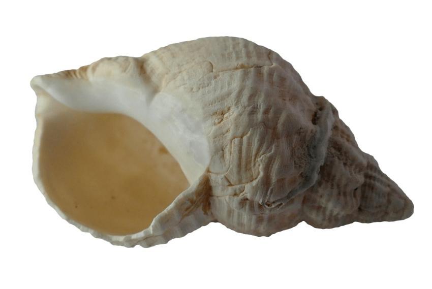 Detailed close-up of a conch seashell isolated on