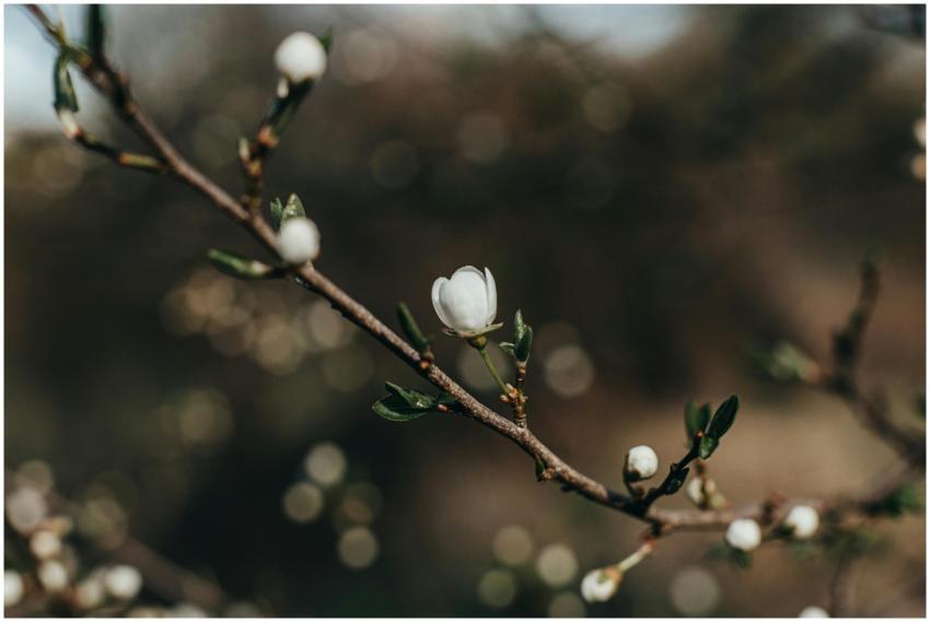 Delicate magnolia bloom on a branch, captured in a