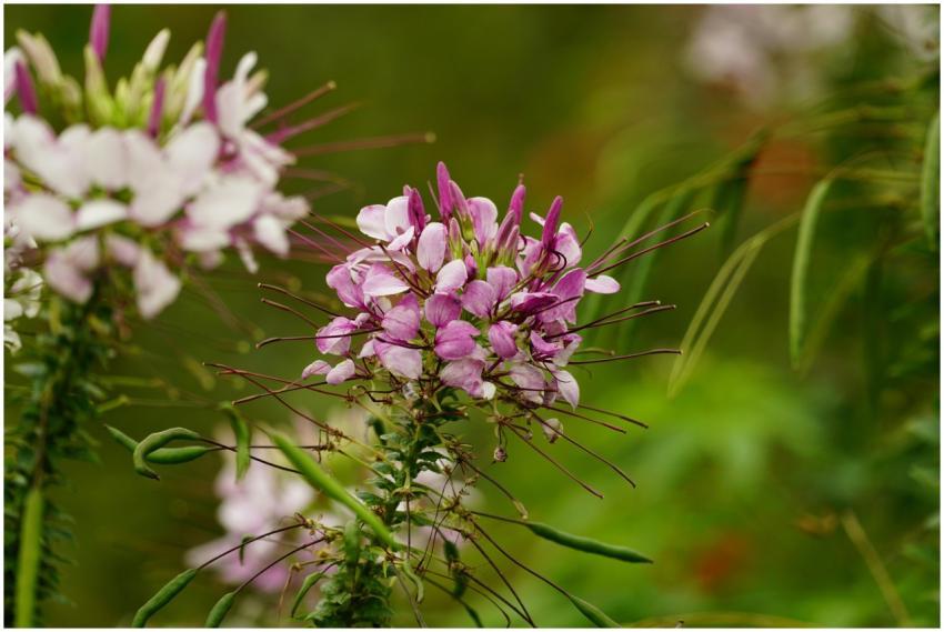 Vibrant pink and white cleome flower in full bloom