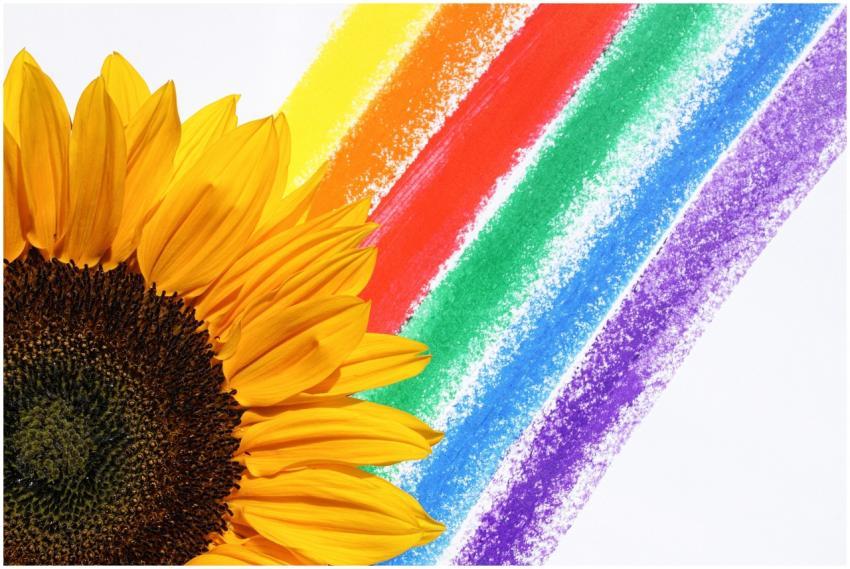 A bright sunflower with vibrant rainbow colors, sy