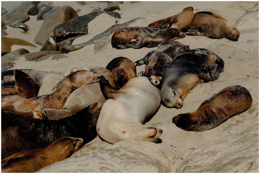 California sea lions basking in the sun on a rocky