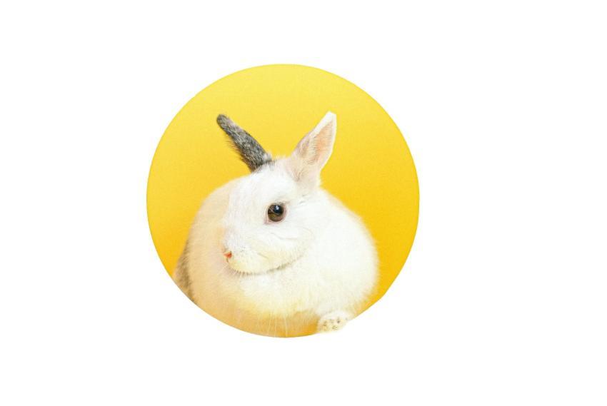 Cute white rabbit portrait against a bright yellow