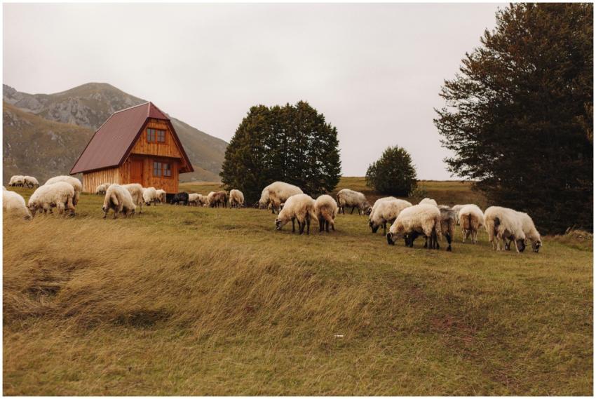 Tranquil mountain scene with a flock of sheep graz