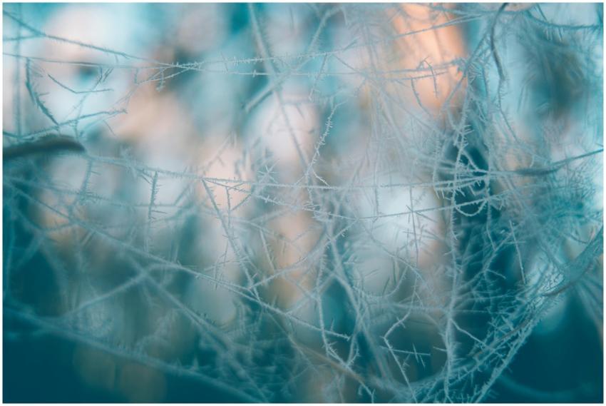 An artistic close-up of frosted branches with soft