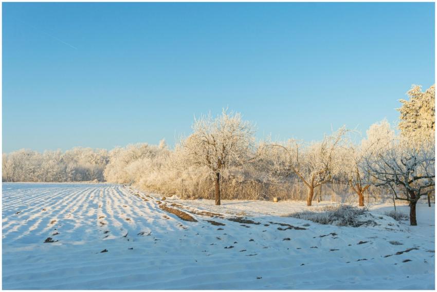 Peaceful winter landscape of a frosty orchard in P