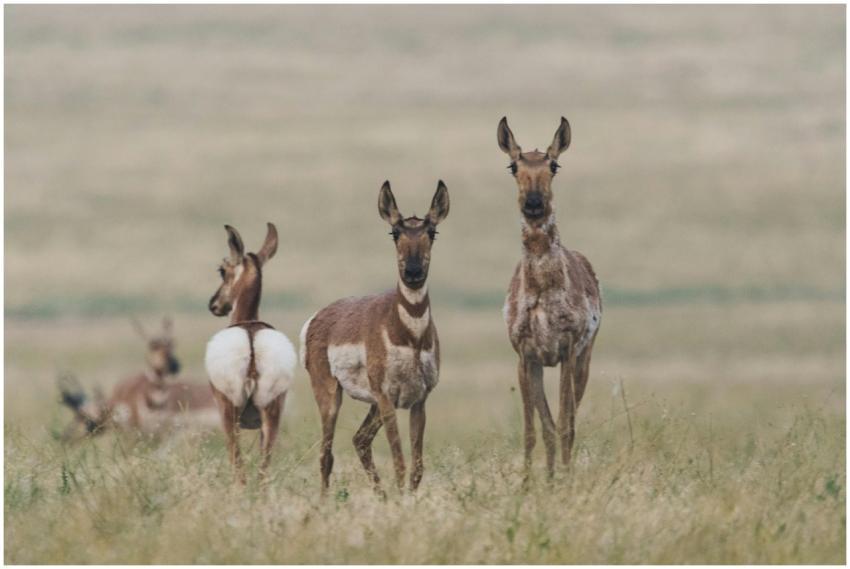 Group of pronghorns in a vast open grassland under
