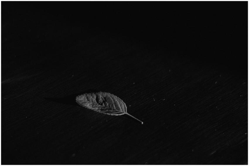 A single leaf on a black textured background, capt
