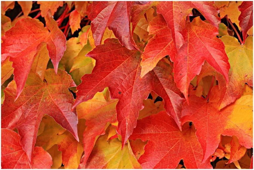 Close-up of vibrant red and orange autumn maple le