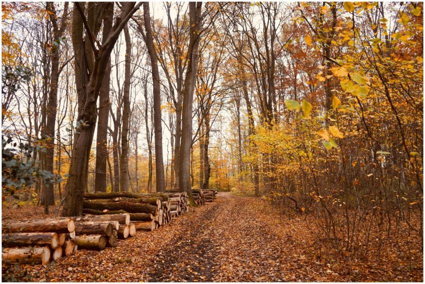 Peaceful forest path in autumn with stacked logs a