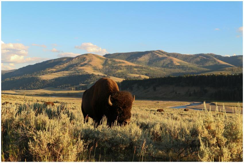 A bison grazes in a scenic landscape of Yellowston