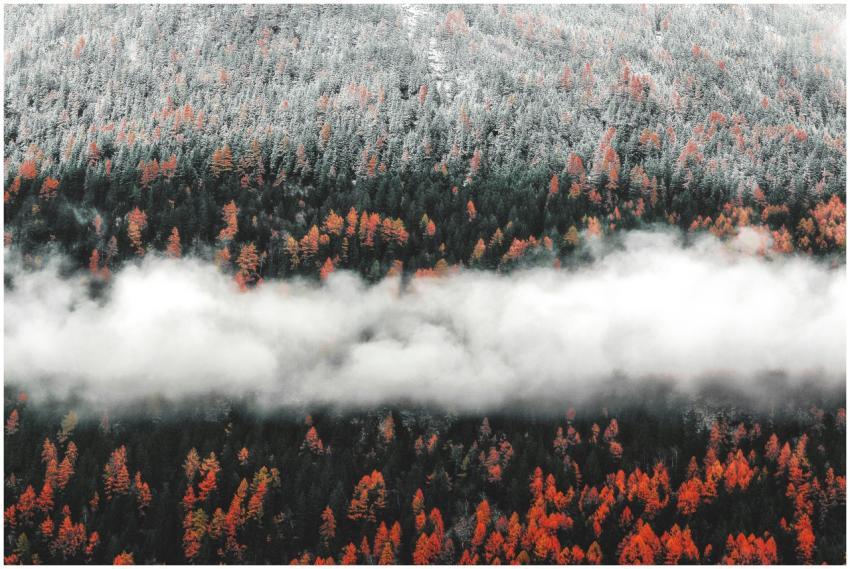 A captivating aerial view of an autumn forest blan