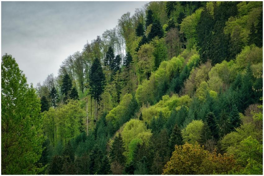 Lush green forest in Bad Liebenzell, Germany captu