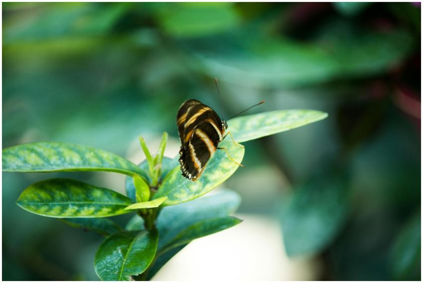 Close-up of a Zebra Longwing butterfly perched on