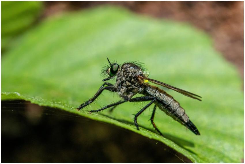 Detailed macro view of a robber fly perched on a g