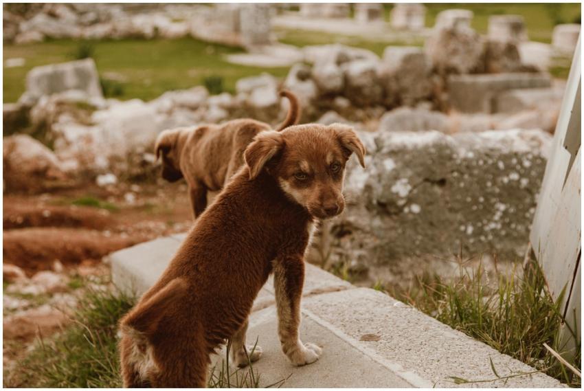 Two brown puppies playfully explore ancient ruins