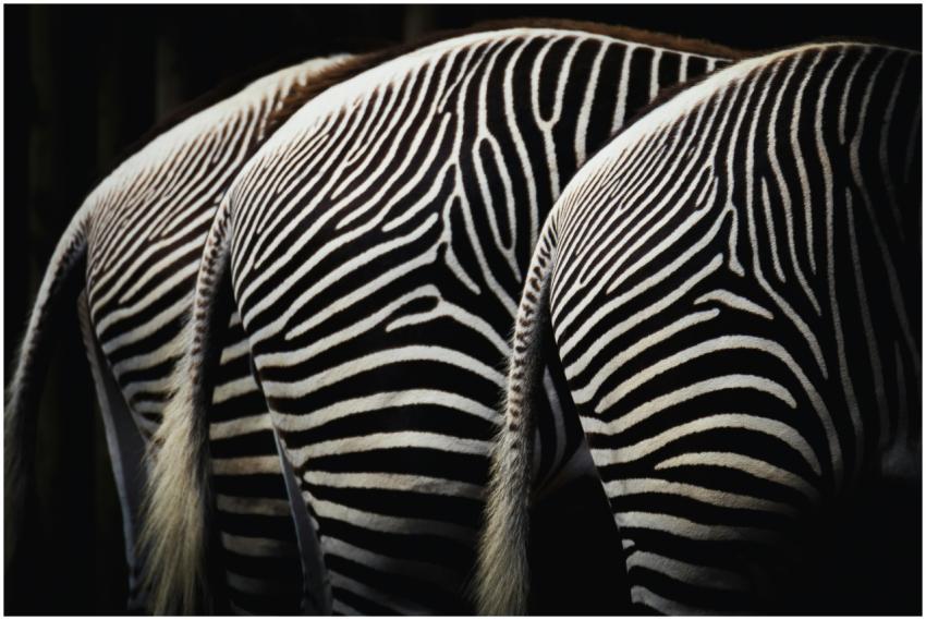 Artistic shot showcasing the black and white strip