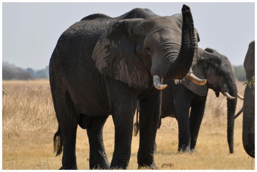 Wild African elephants in Botswana's savannah, dis