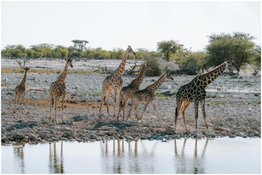 A group of giraffes gracefully gathering at a wate