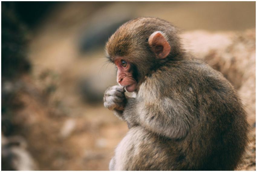 Close-up of a Japanese macaque sitting in a though