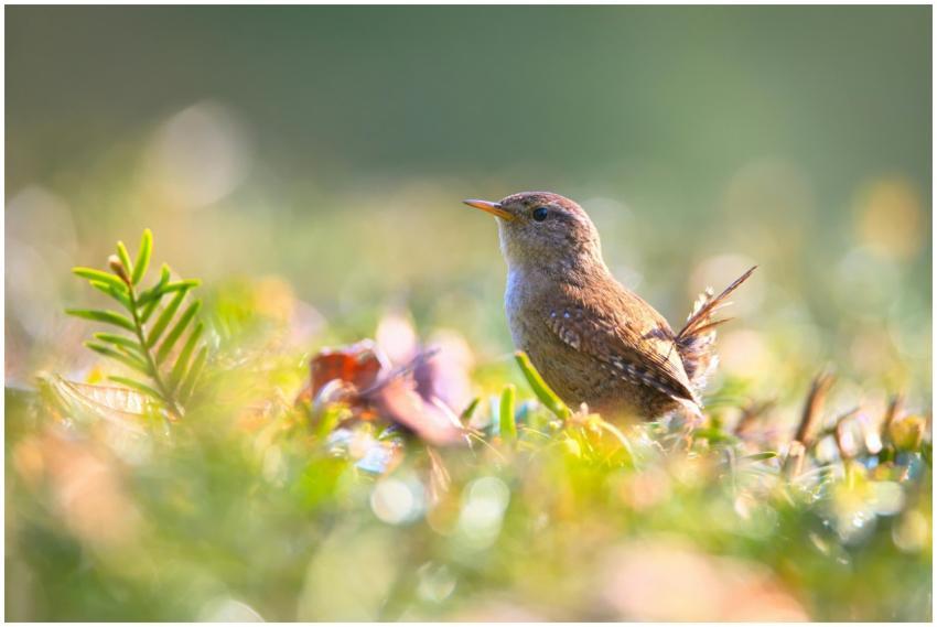 A close-up of a wren perched on the ground amidst