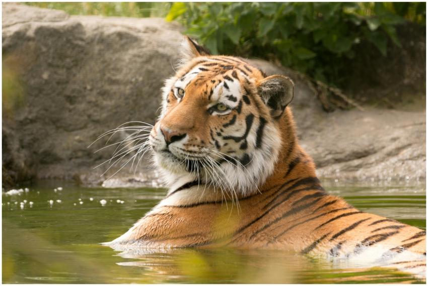 A stunning Bengal tiger enjoying a swim in its nat