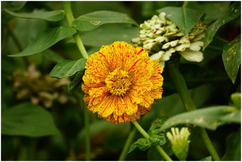 Close-up of a speckled orange and yellow zinnia fl