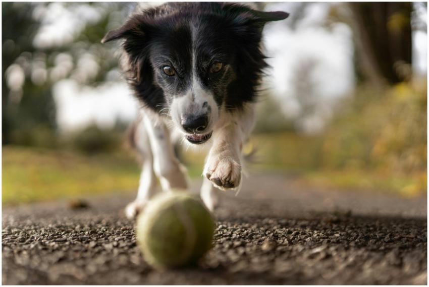 A lively Border Collie in motion chasing a tennis