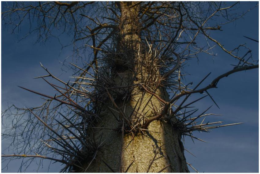 Close-up of a spiny tree under a dramatic fall sky