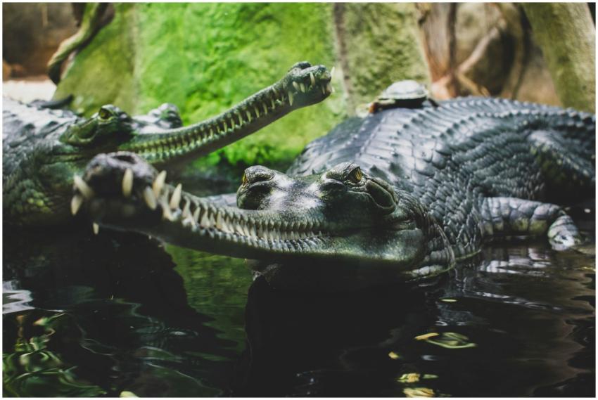 Detailed image of gharials basking in water at Pra