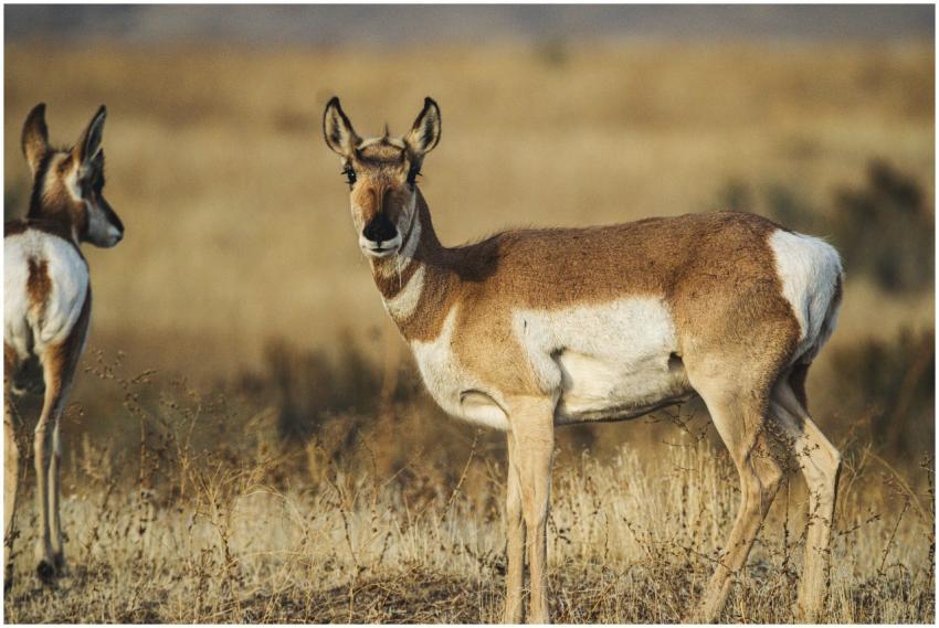 A pronghorn antelope standing alert in dry grassla