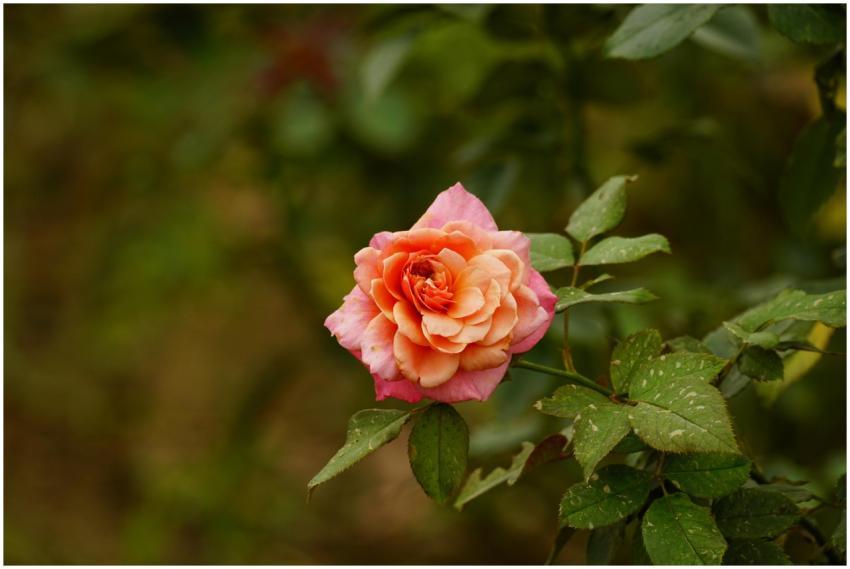 Close-up of a vibrant orange and pink rose bloomin