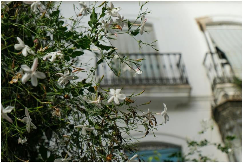 Jasmine Flowers Bloom Against