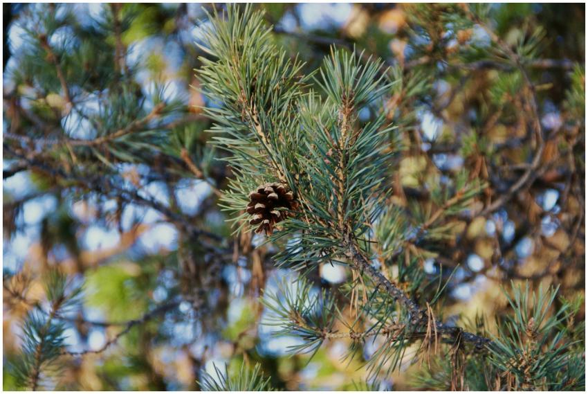 Detailed view of a conifer pine branch with a cone