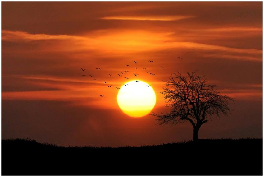 A striking silhouette of a tree against a vibrant