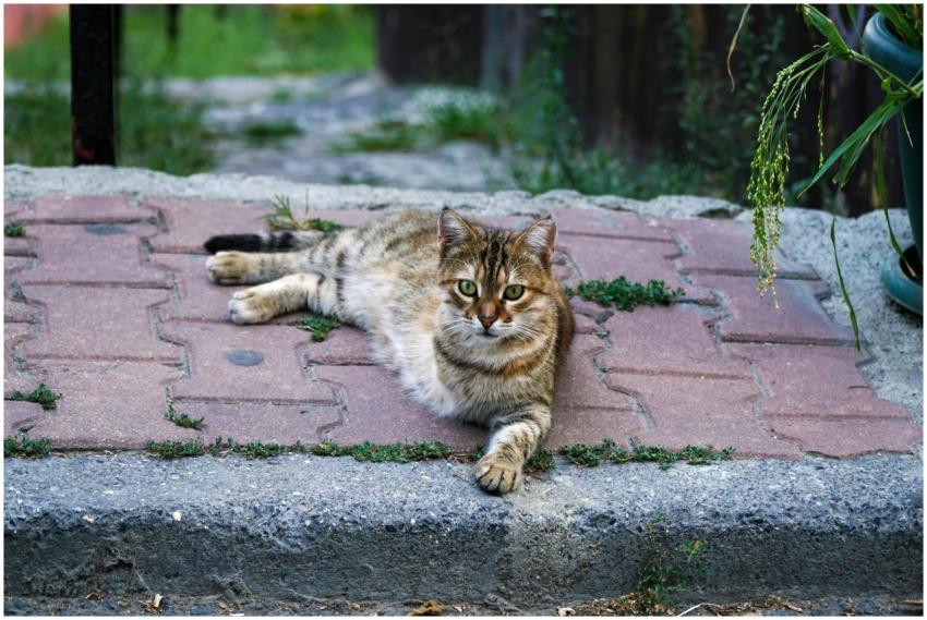 A fluffy cat comfortably lying on pavement surroun