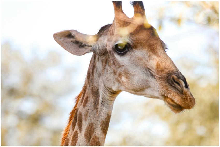 A detailed close-up of a giraffe's face with natur