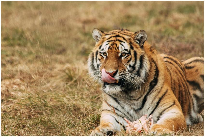 A majestic tiger licks its nose while lying on the
