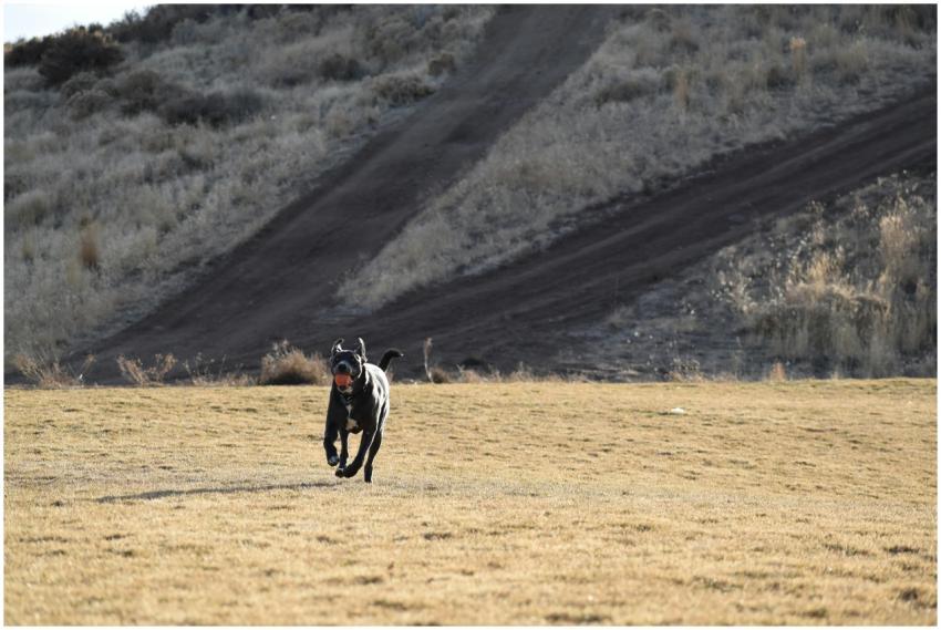 A black dog energetically runs across a dry grassy