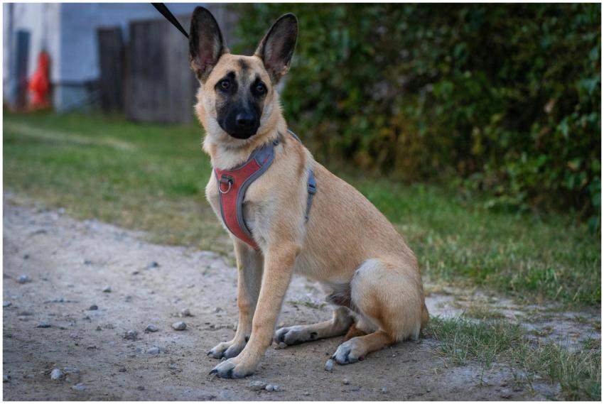 Free stock photo of animals, dog owner, dog traini