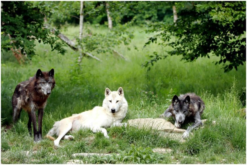 Three wolves resting in a lush forest clearing, sh