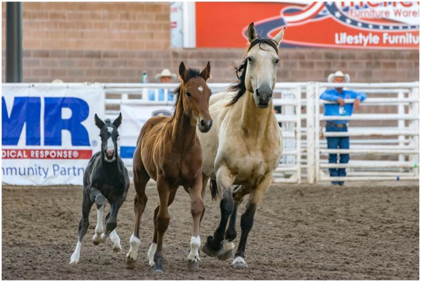 Three horses running energetically at a rodeo in P