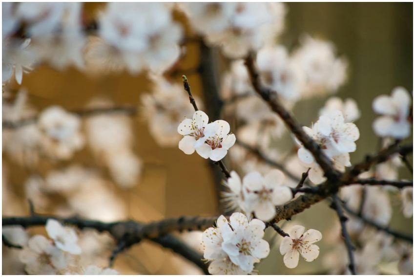 Vivid close-up of cherry blossoms in full bloom sh