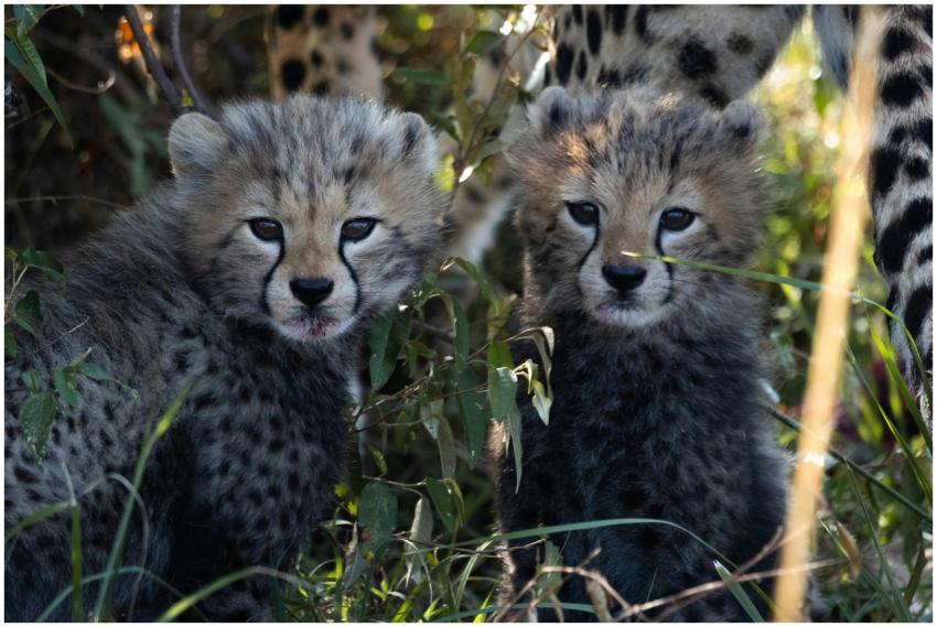 Cute cheetah cubs sitting in grass during daytime